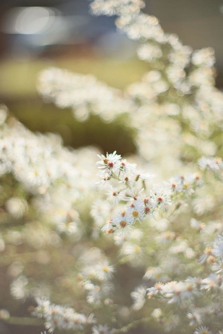 Super-Takumar 50mm F1.4 後期型 光学美品 【黄変除去済】