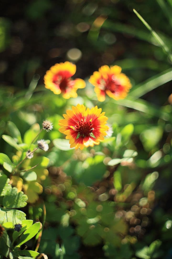 Super-Takumar 50mm F1.4 後期型 光学美品 【黄変除去済】