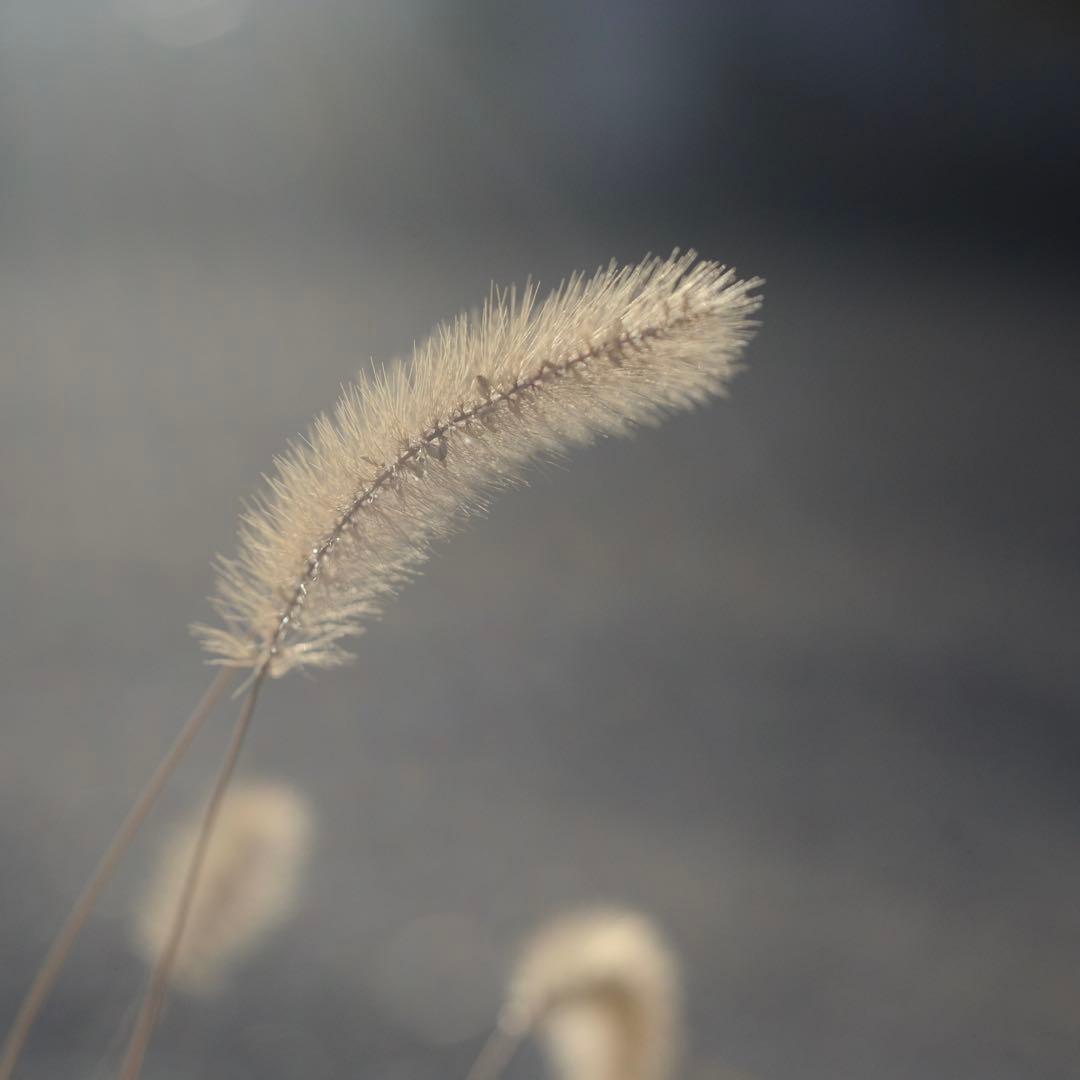 Nikon Ai-S Micro nikkor 55mm f/2.8 レンズ