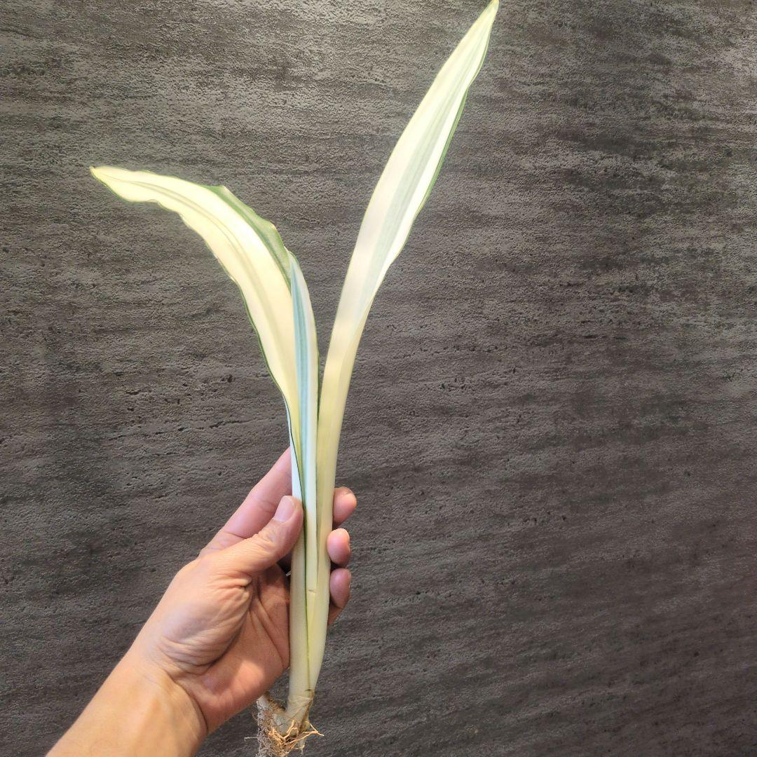 祥製作　ビューティークイーン　ラスト1株　輸入株　ロリダ　多肉植物　アガベ