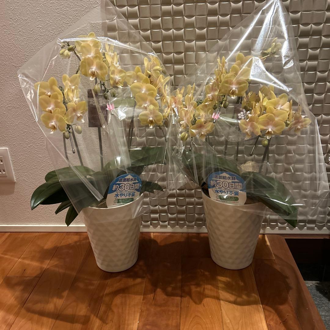 胡蝶蘭　ゴールデンマンボ　6．0寸鉢　2鉢価格