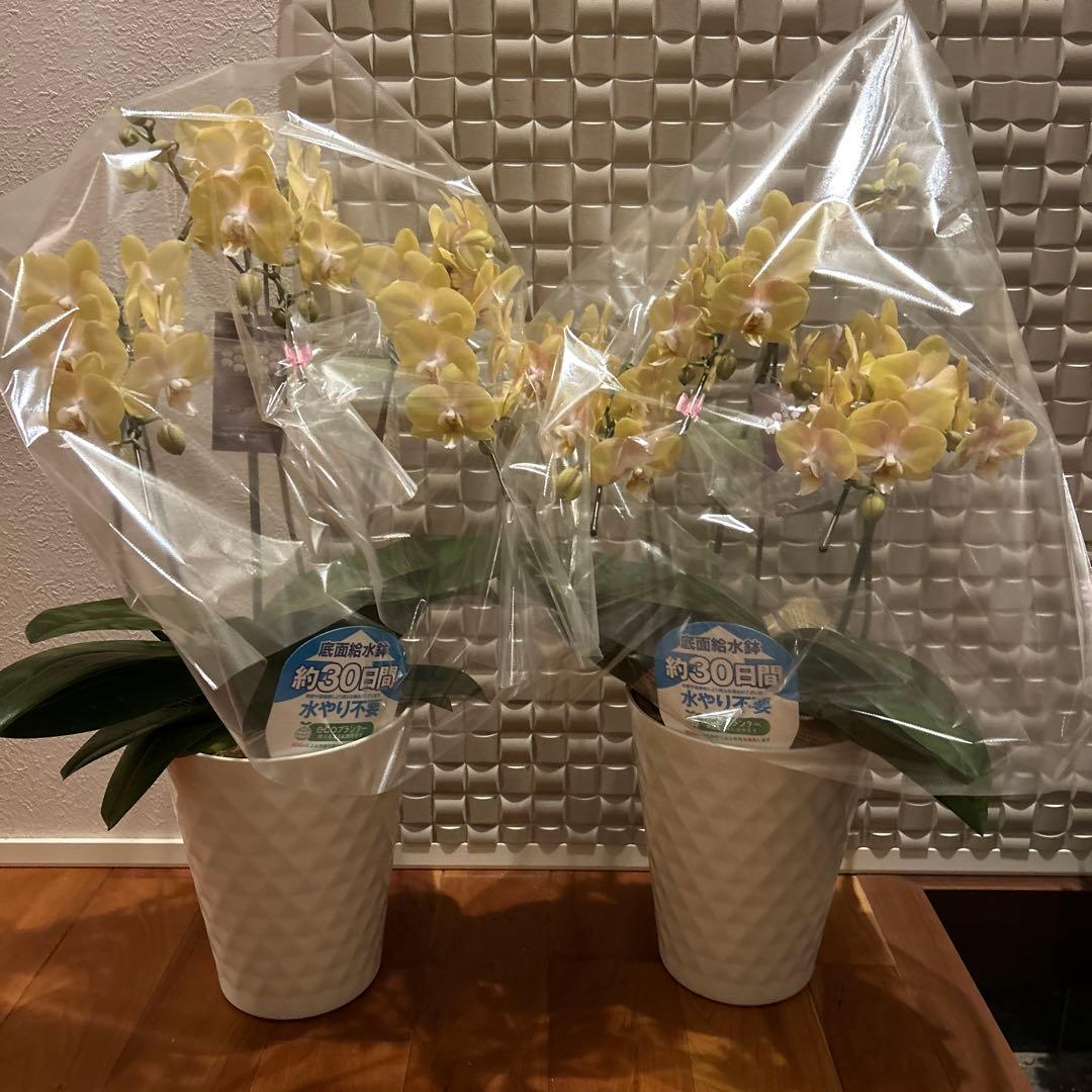 胡蝶蘭　ゴールデンマンボ　6．0寸鉢　2鉢価格