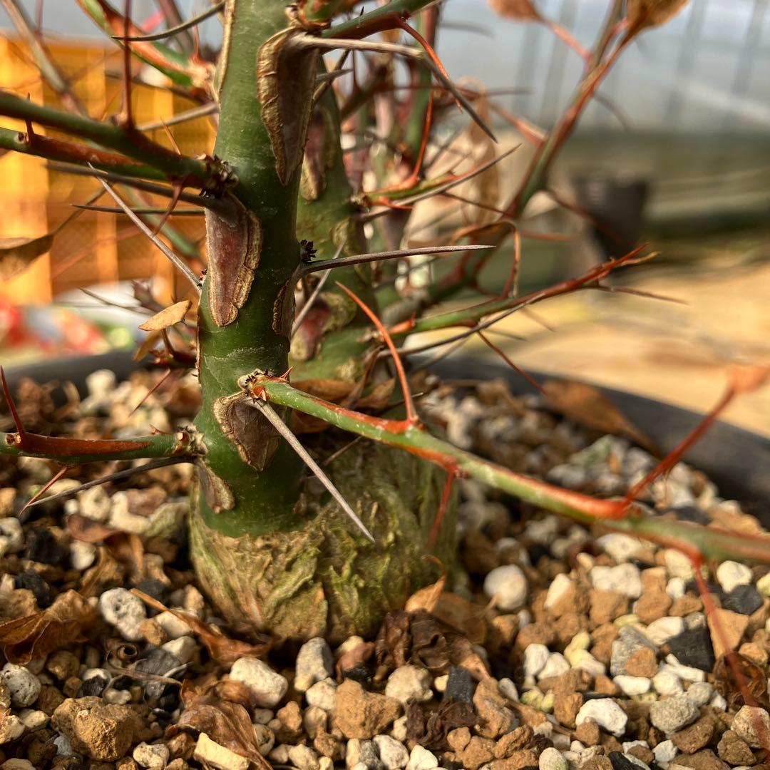 HIROフォークイエリア ファシクラータ