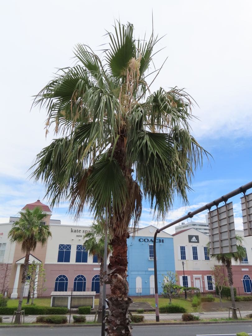 【作例あり】Canon Powershot SX740 HS コンデジ