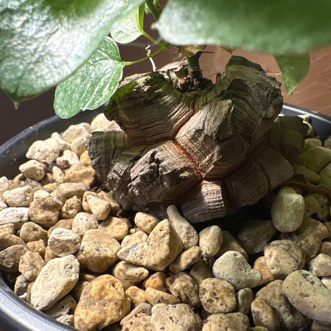 たく おまとめ4株 亀甲竜