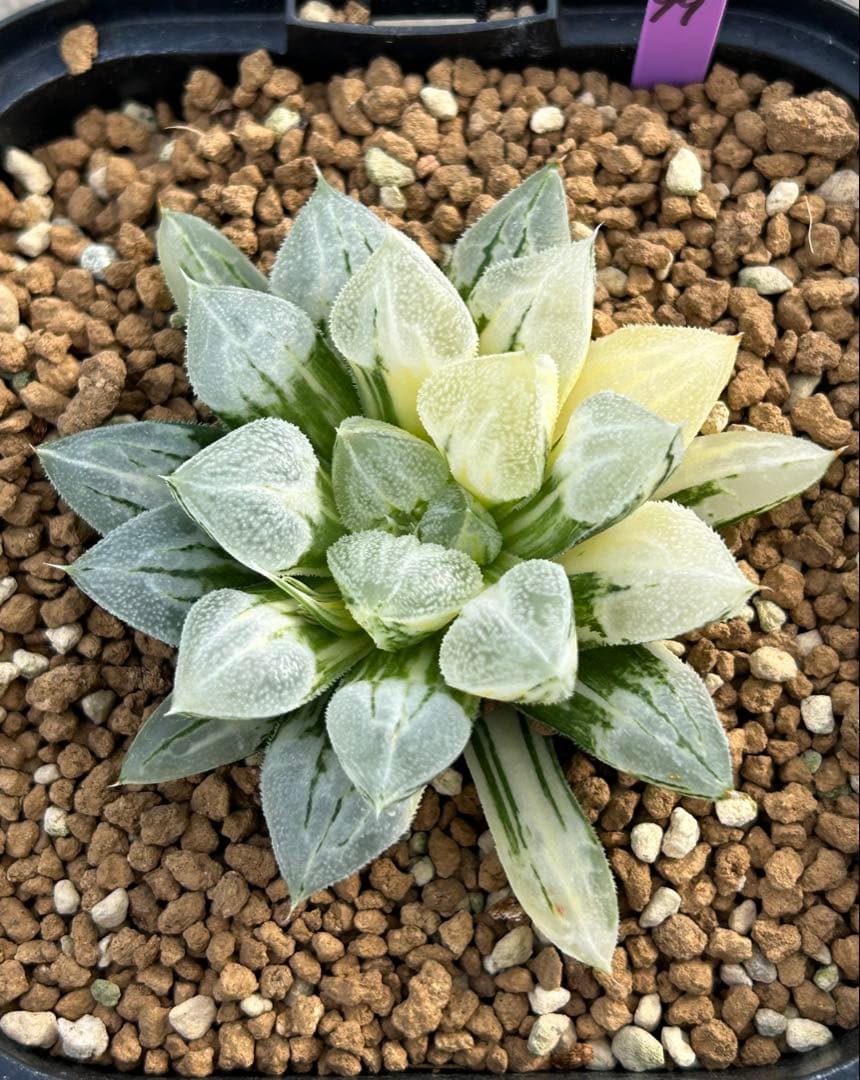 ハオルチア　ラブハート錦　超極上斑