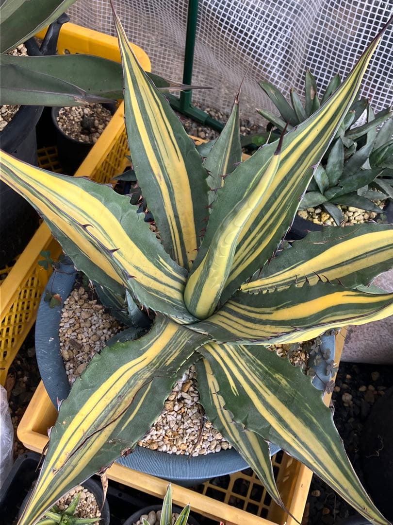 アガベ　スカブラ縞斑　赤丸販売 親株非売　ラスト2枚兄弟です非売