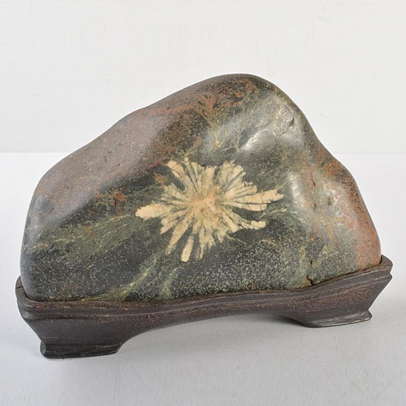 にの　鑑賞石　菊花石　置物　重さ約3019g　唐木台付　C　R6678