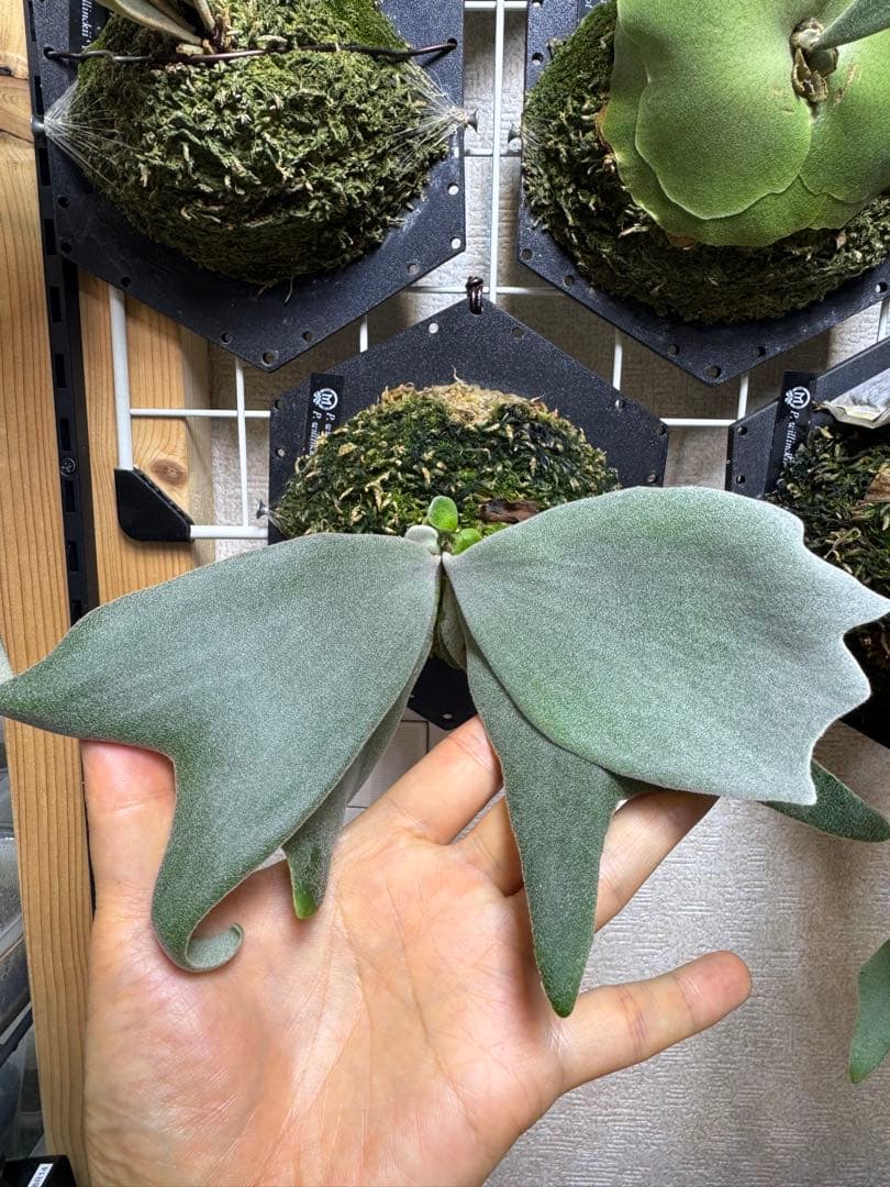 ビカクシダ mix spore