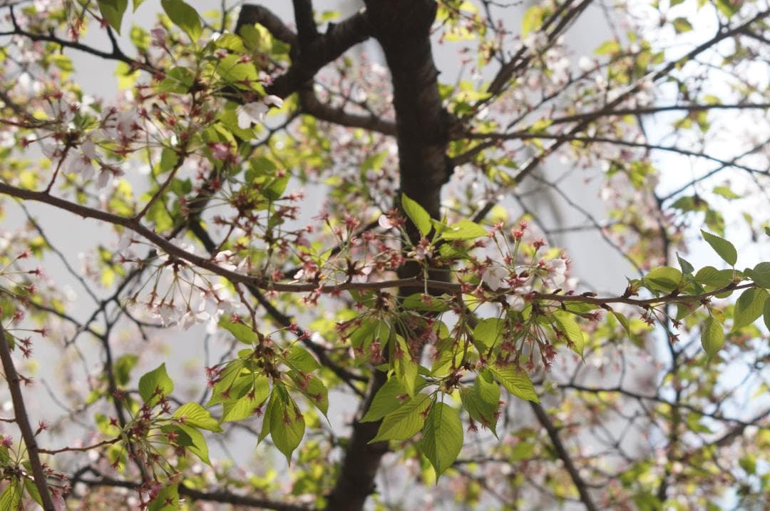 SIGMA 70-210mm f2.8 AF APO ソニー 訳あり