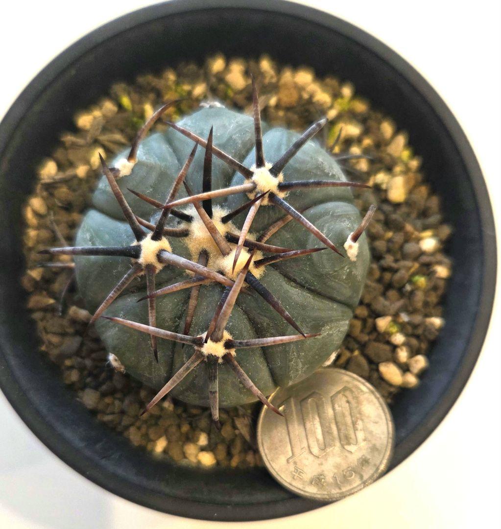 太平丸　雷帝