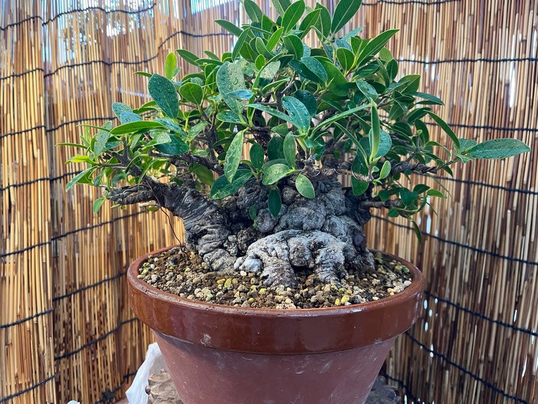 ✨✨✨superガジュマル【◎ジブリの世界】検/イボガジュマル♪セール♪