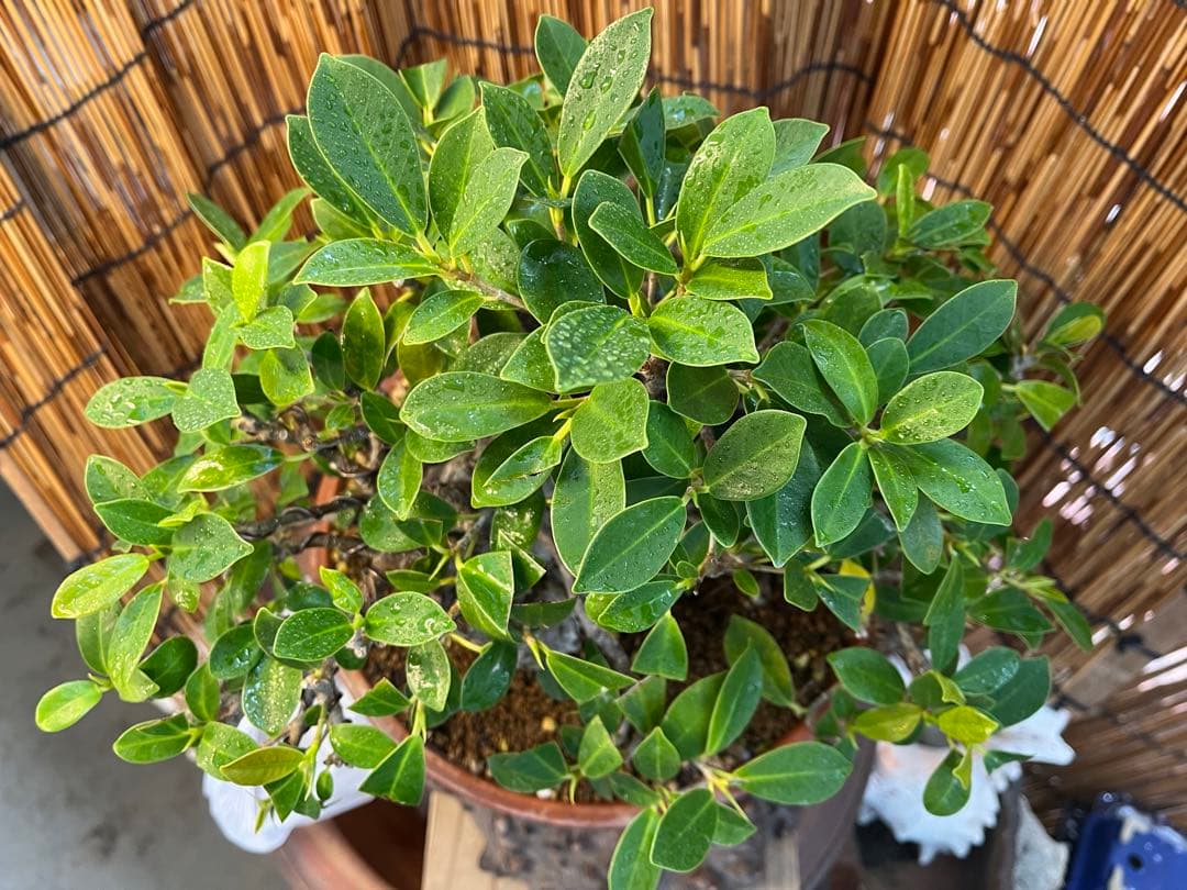 ✨✨✨superガジュマル【◎ジブリの世界】検/イボガジュマル♪セール♪