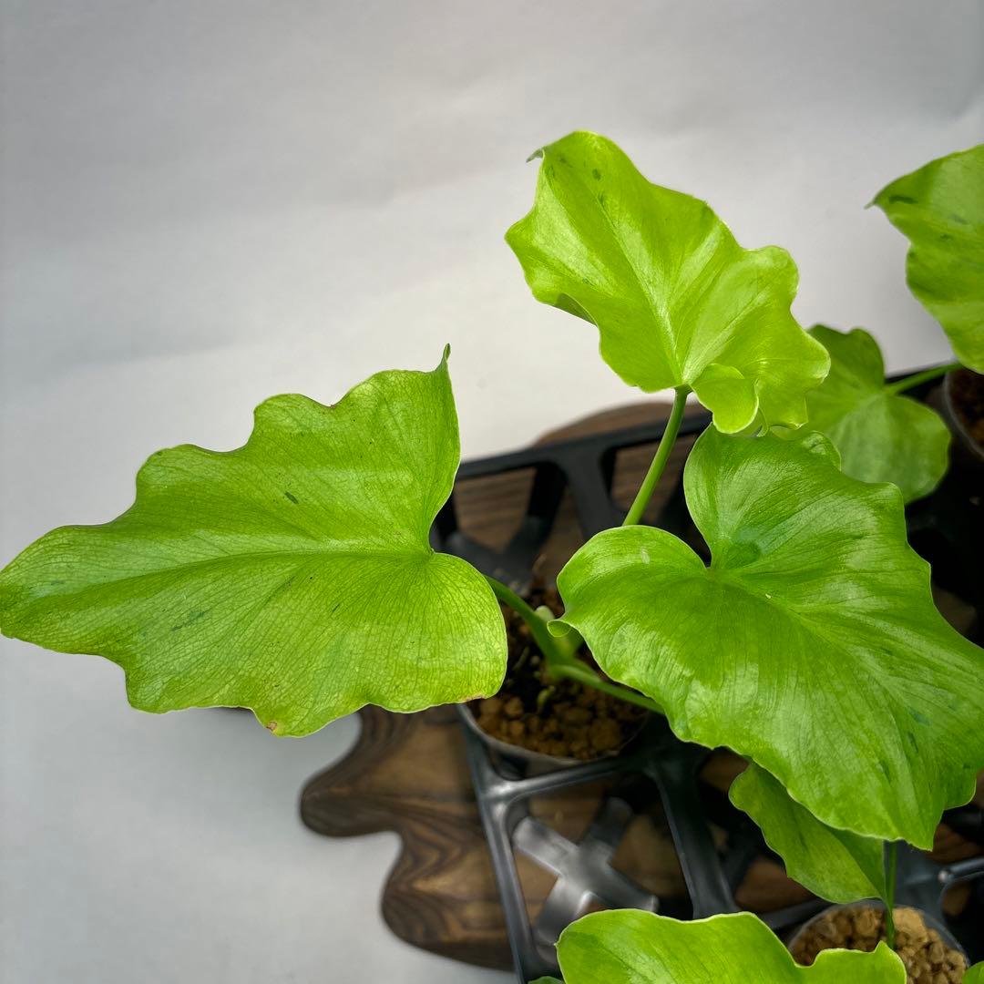 壱*）様 5株セットms144selloum Var フィロデンドロン・セローム