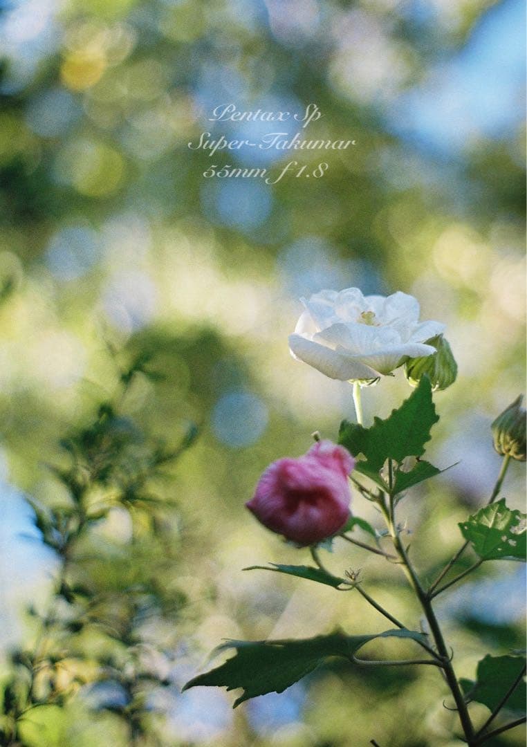 ★初期保証★pentax sp ／s-takumar f1.8★完動品＊美品