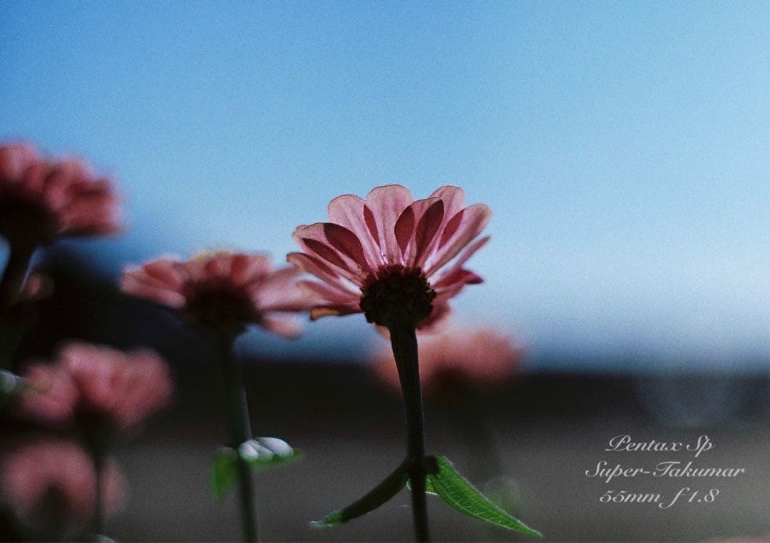 ★初期保証★pentax sp ／s-takumar f1.8★完動品＊美品