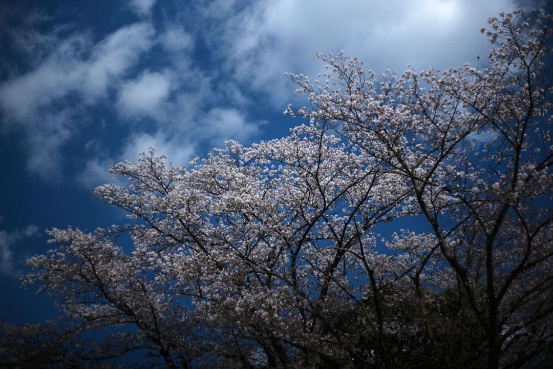 CANON LENS 50mm F1.8 ライカL39マウント