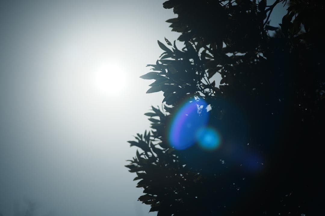 柔らかく滲む光が美しい Canon new FD 100mm F2.8 909