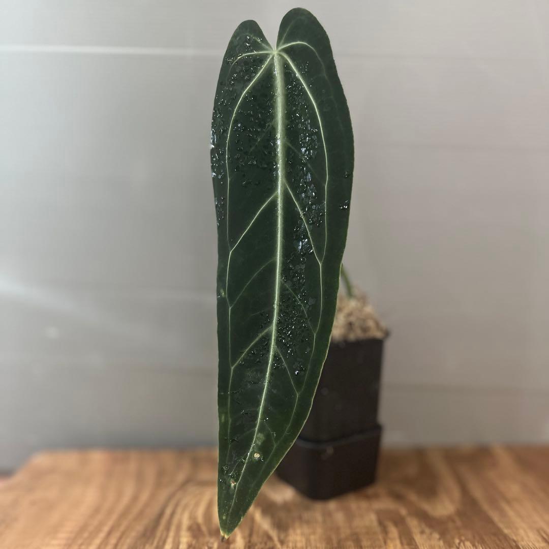 アヴィアンスリウム　ワロクアナム　ダークナロー　大きめサイズ