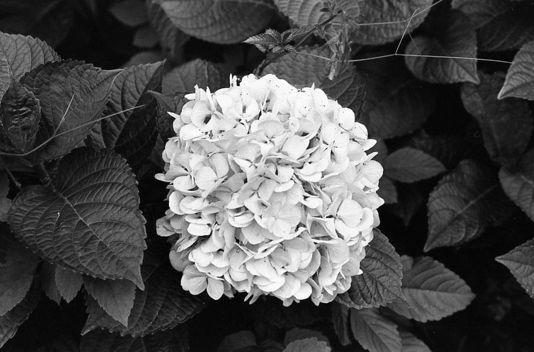 【整備済完動品】Canon AE-1 PROGRAM+FD 50mm F1.4