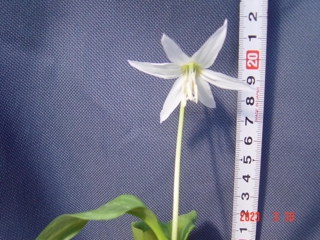 (*)様 ５９山野草　カタクリソウ白花系１球