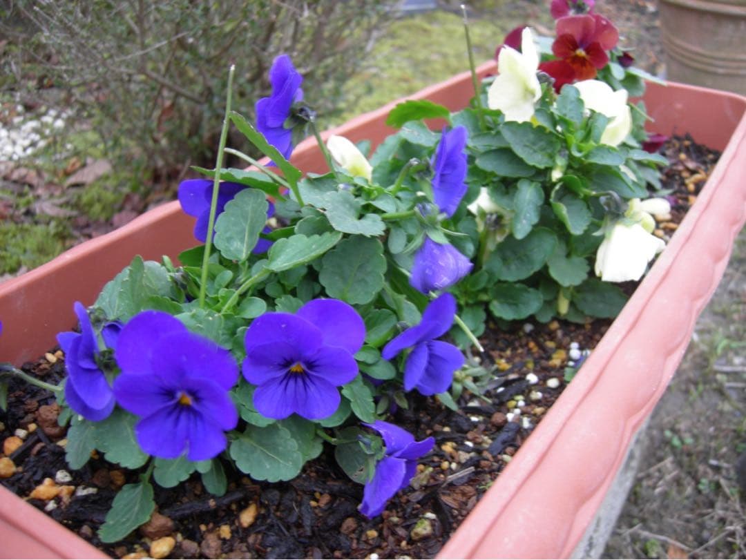 ☆動作OK Nikon coolpix P1 バッテリー&充電器&SDカード付き