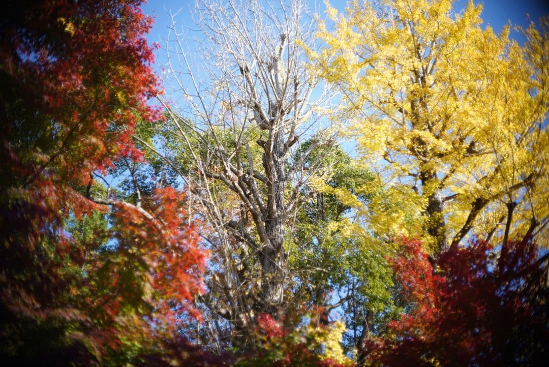 【動作確認済良品】OLYMPUS PEN F.Zuiko 38mm f1.8