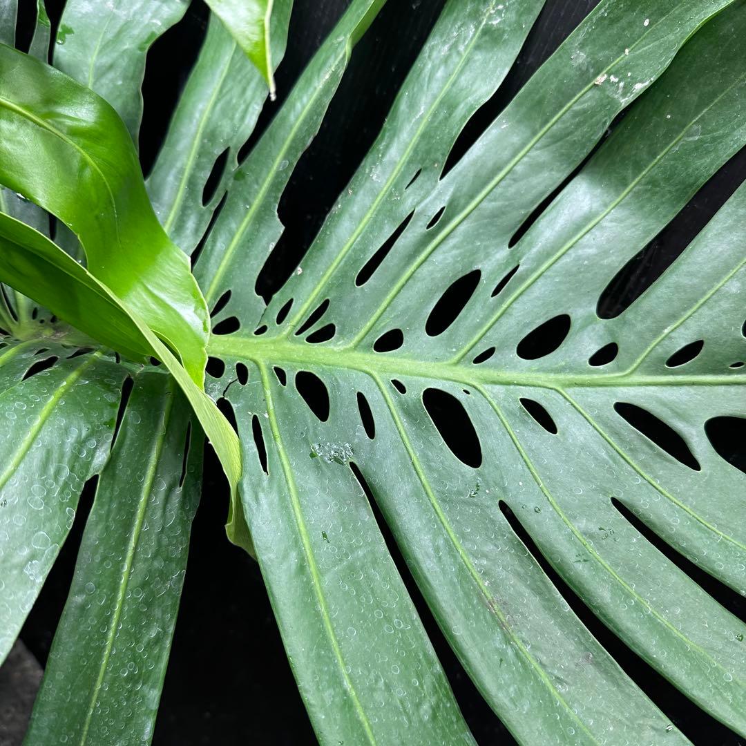 ***様 モンステラデリシオーサマクロコズム超希少系統鉢植え97㎝