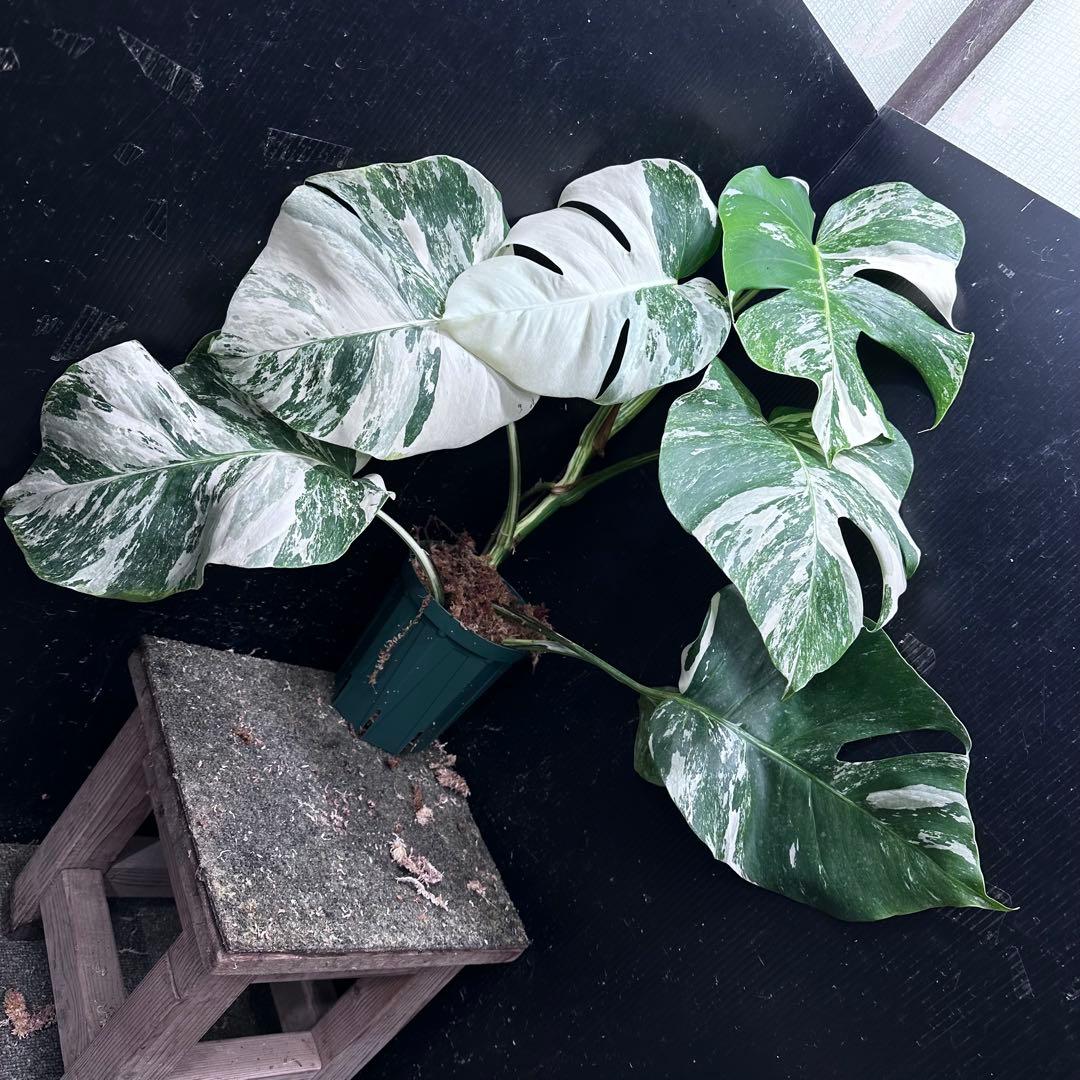 H*o様 斑入りモンステラ ホワイトタイガー極美大株66cm白斑多