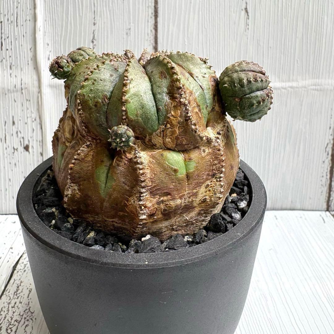 【特選極上大株】ユーフォルビア　オベサ　木質化　発根済み　鉢ごと発送