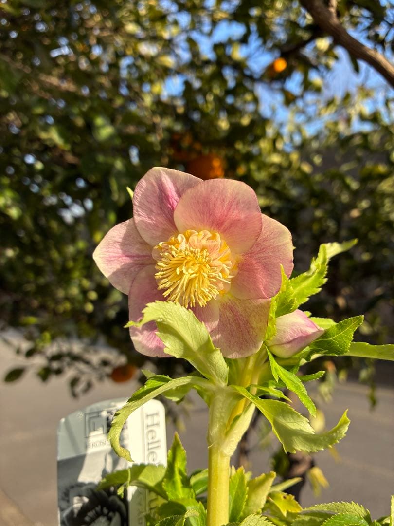 ♡広瀬園芸♡ SDベビーピンクぼかし
