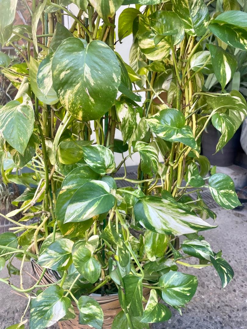 りょう　ポトスゴールデン　アムステルダムキング　シュロチク　3本セット