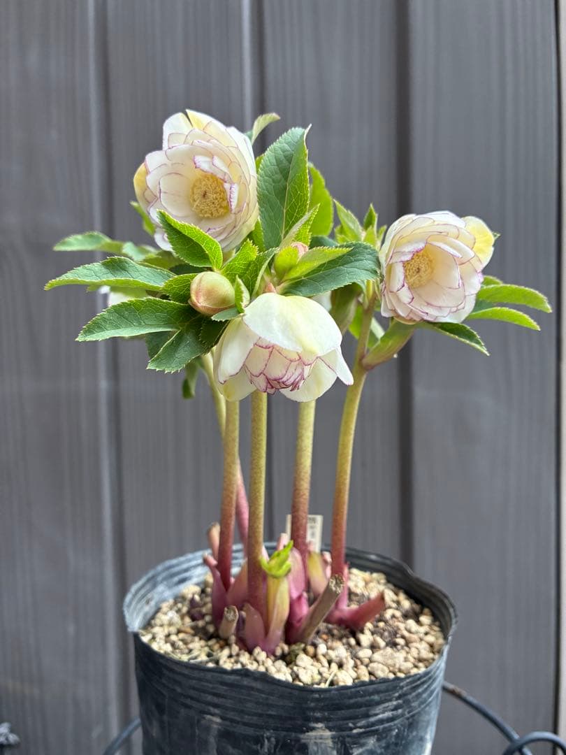 ♡大充実♡DDホワイトゴールド　ピコティ