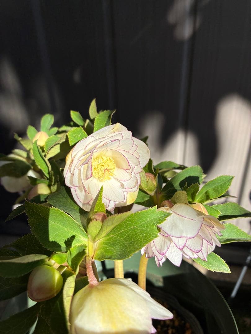 ♡大充実♡DDホワイトゴールド　ピコティ