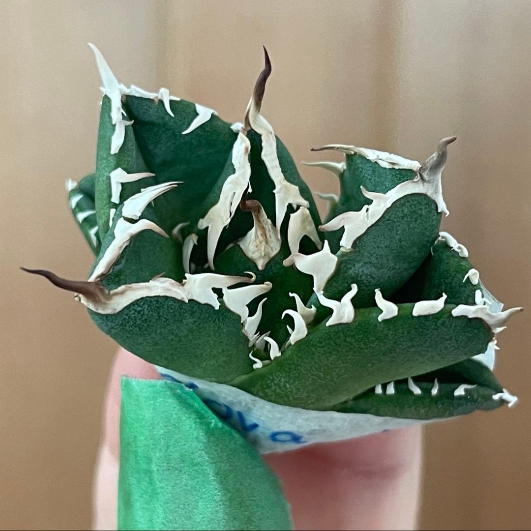 【REZA産】イラン株　選抜　アガベ　　NOVA ノヴァ　12月便