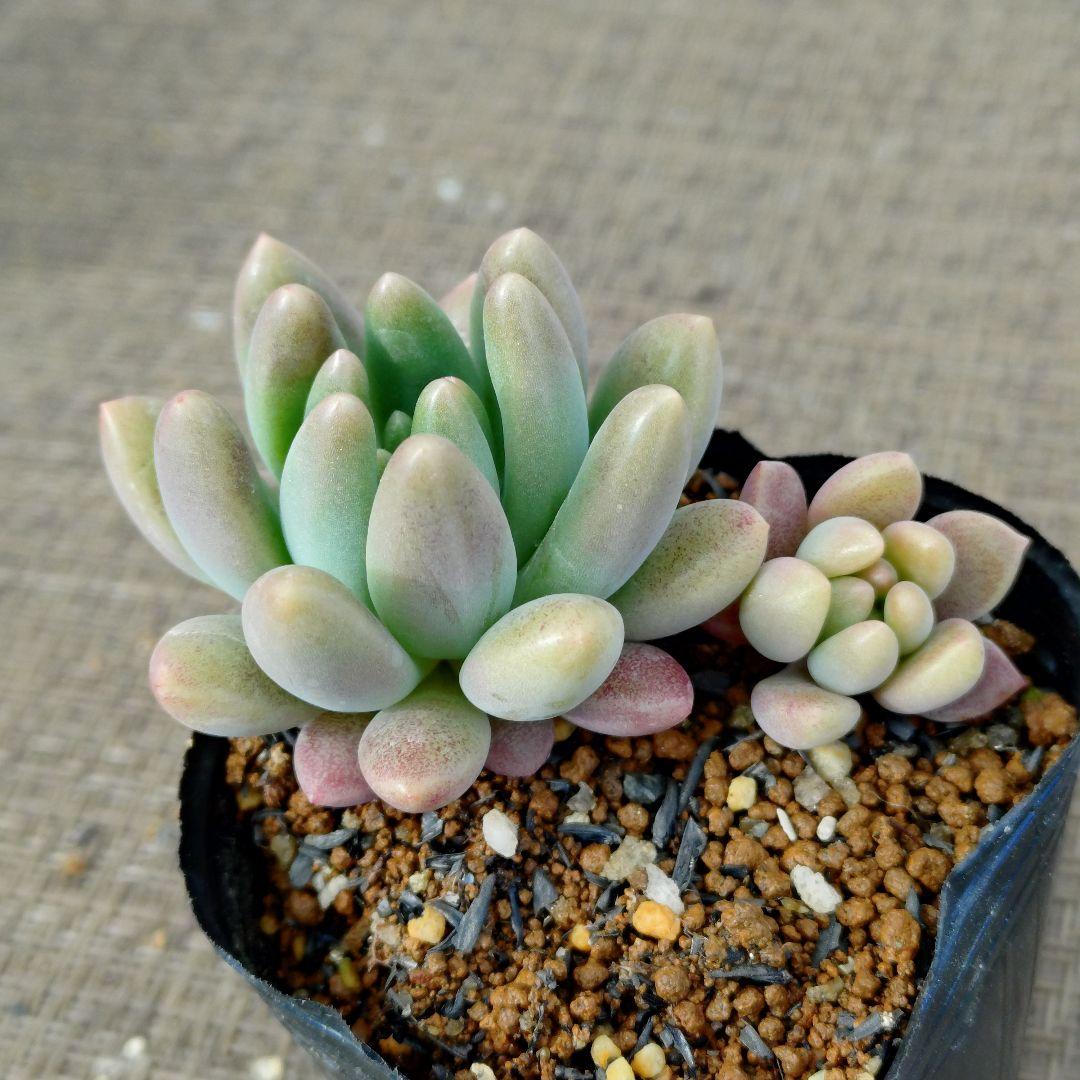 ぽ*と様 乙女心×tobarensis,Tobar 多肉植物抜き苗うに