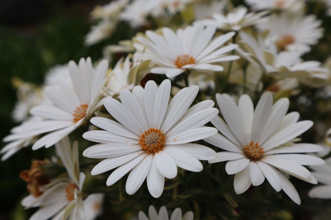 Canon EOS Kiss M ホワイト 本体