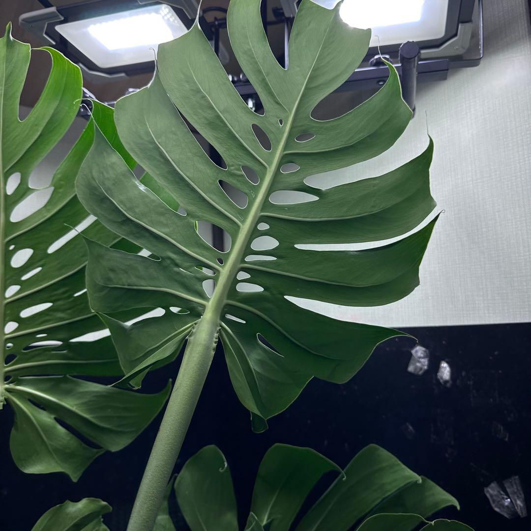 Remnモンステラデリシオーサマクロコズム超希少系統鉢植え102㎝