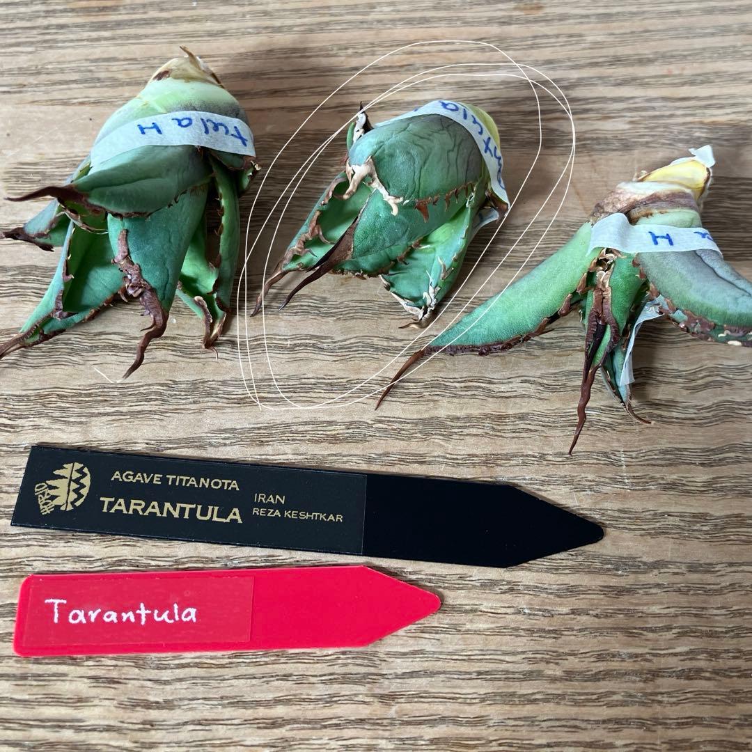 匿名配送【初売り】⑤REZA産　イラン　アガベ　Tarantula タランチュラ