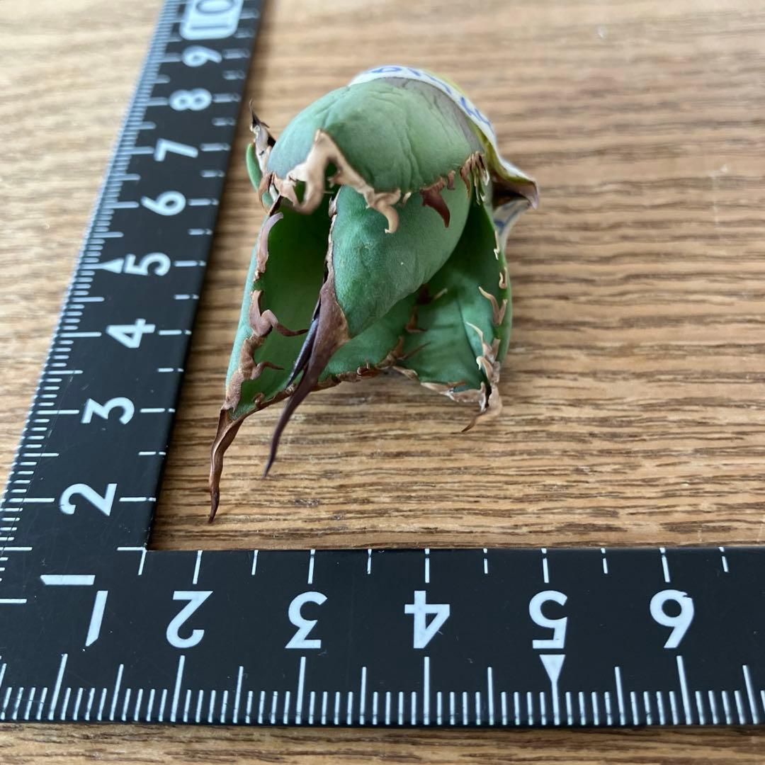 匿名配送【初売り】⑤REZA産　イラン　アガベ　Tarantula タランチュラ