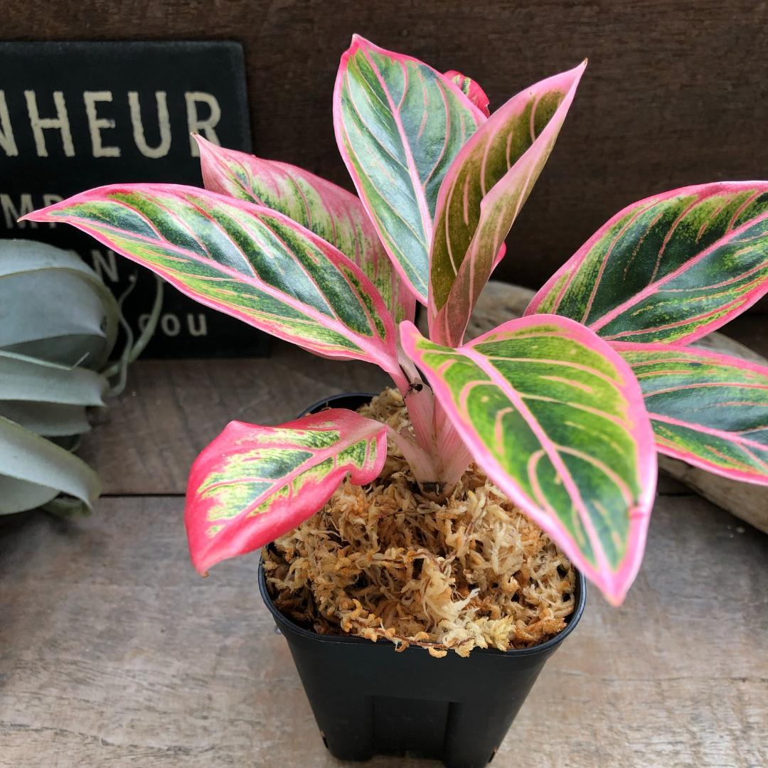 ★ポットごと♡ロータス デライト♡アグラオネマ♡希少♡観葉植物