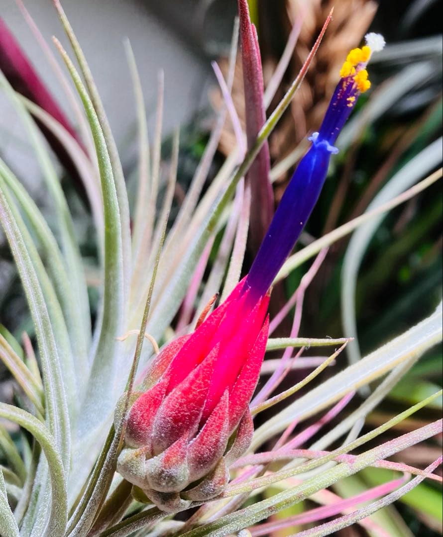 s*r様 Tillandsia ionantha 'Apretado' RFI