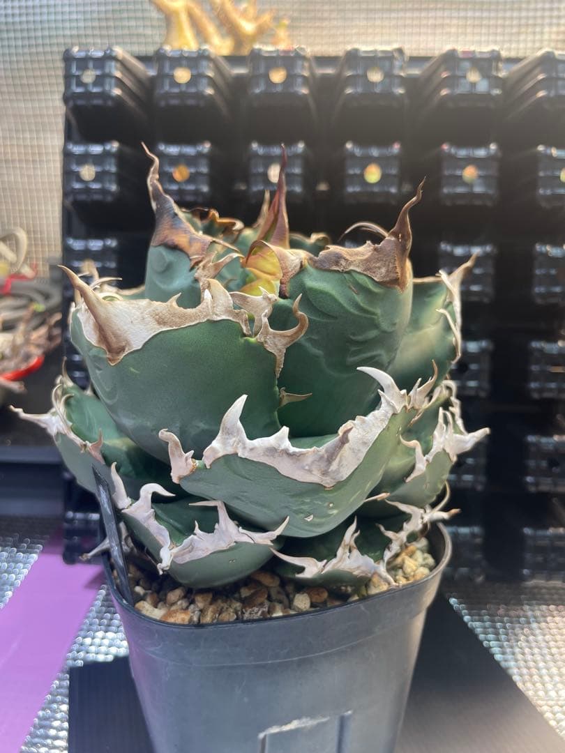 アガベ チタノタ 魔丸