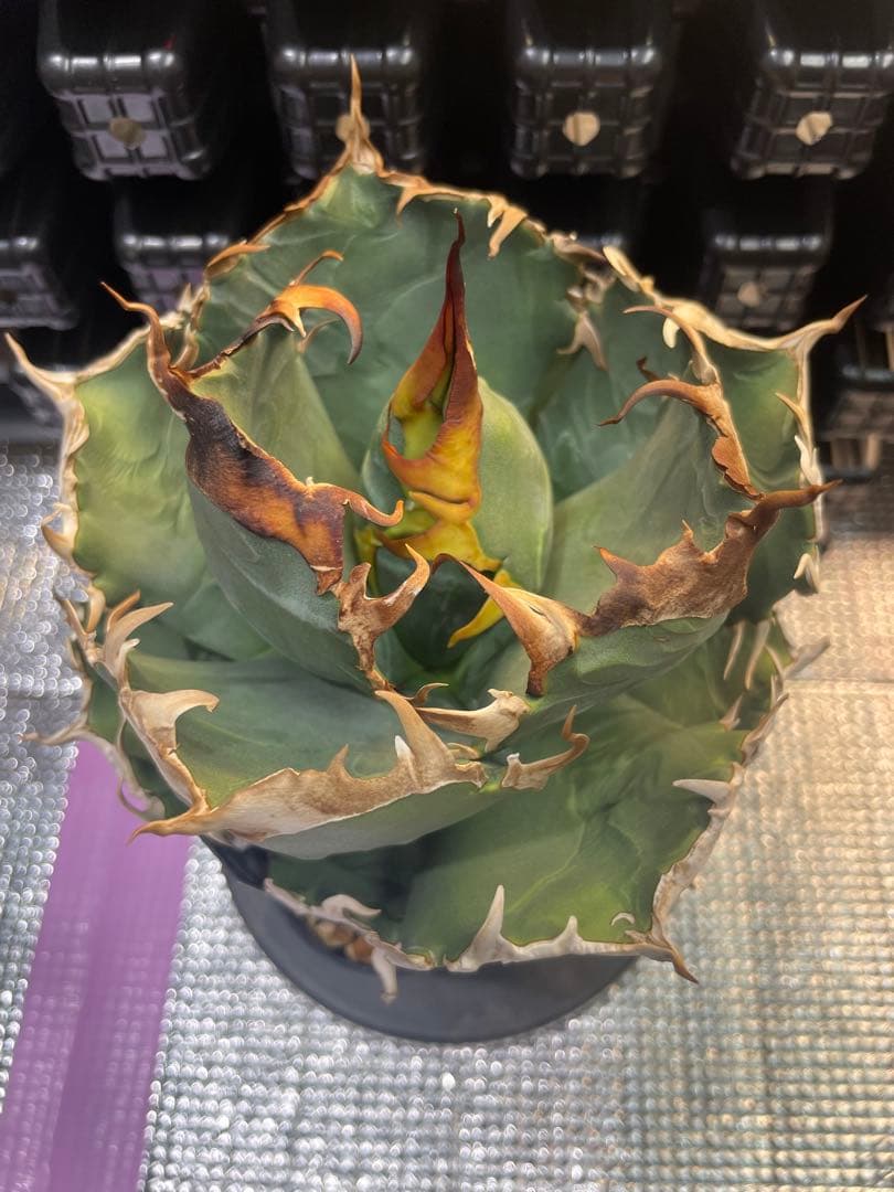 アガベ チタノタ 魔丸