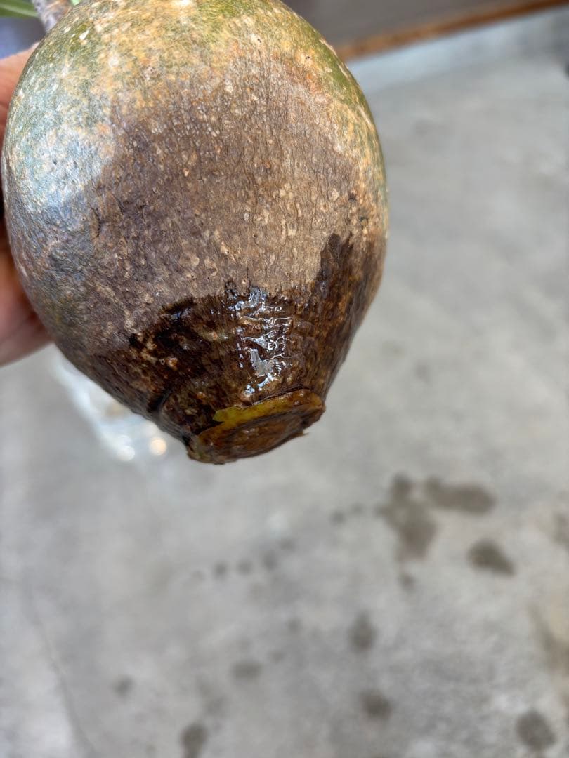 グラキリス　ベアルート