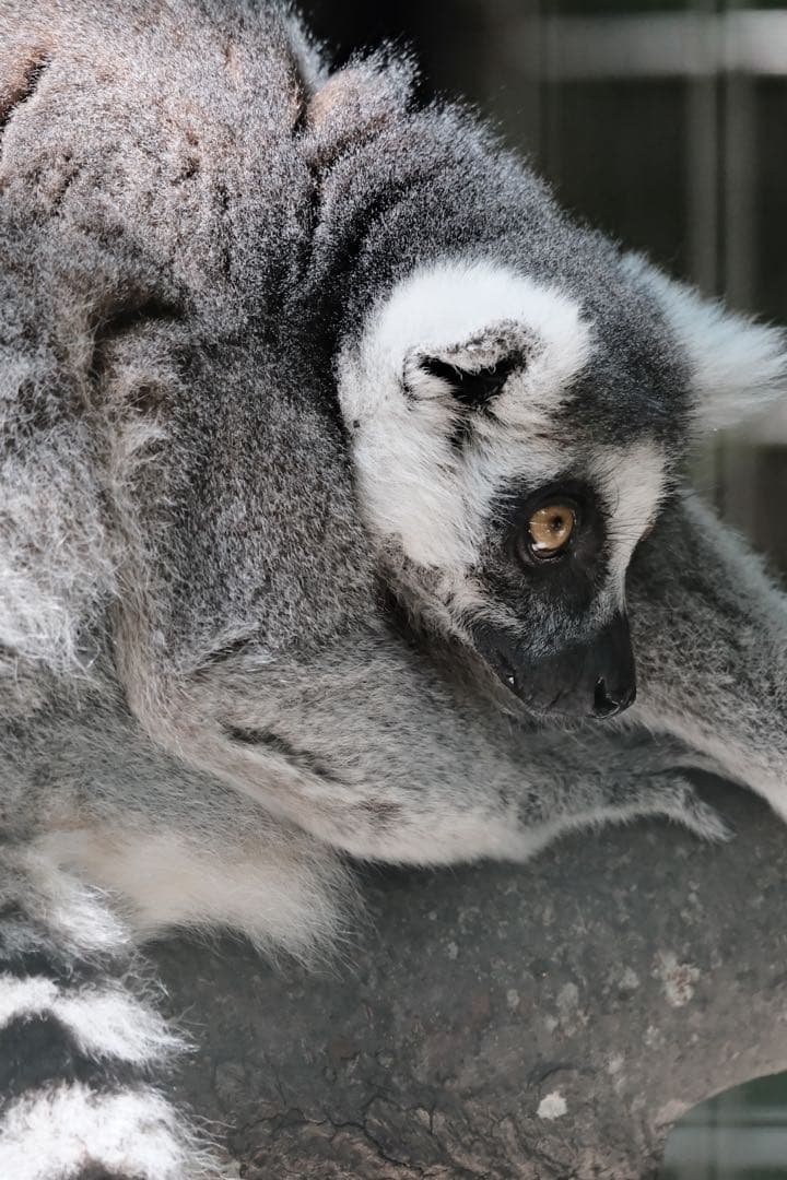 TAMRON 150-500mm F5-6.7 Xマウント VXD