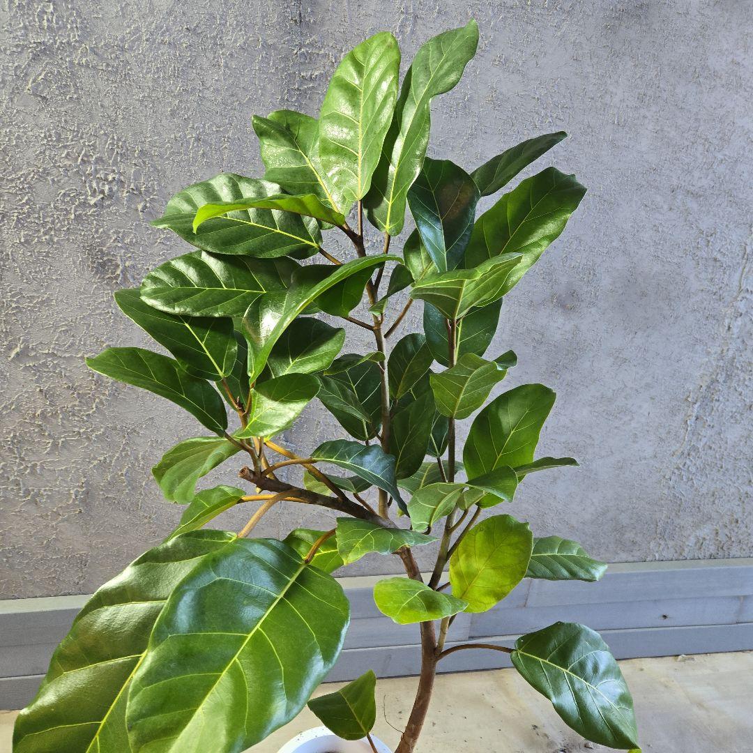 ③　フィカス　アフリカンプリンセス　曲がり仕立て８号最高等級極上品‼️　希少品種