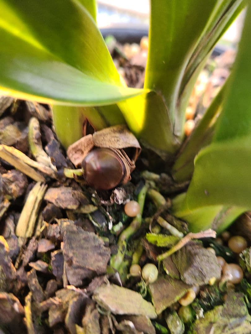 カ*ワ様 フォアゴットンフルーツ。花芽3個。5鉢セット。蜜蜂誘引蘭。日本蜜蜂