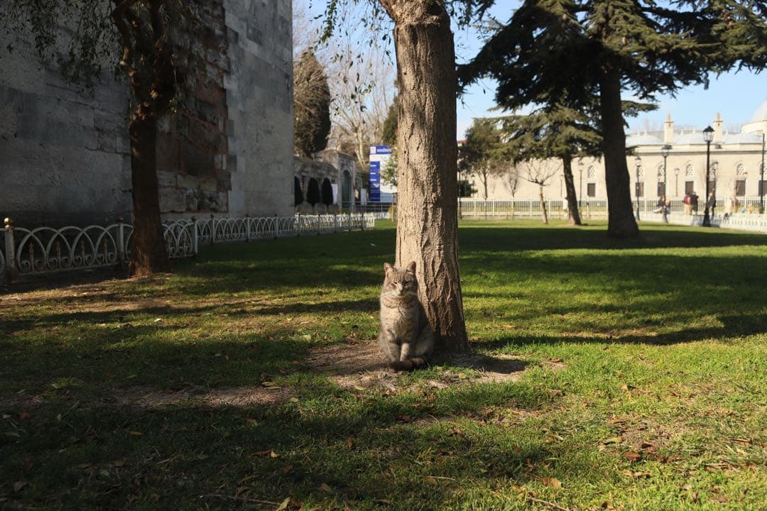 レンズ(ズーム) Canon EF20-35mm F3.5-4.5 USM