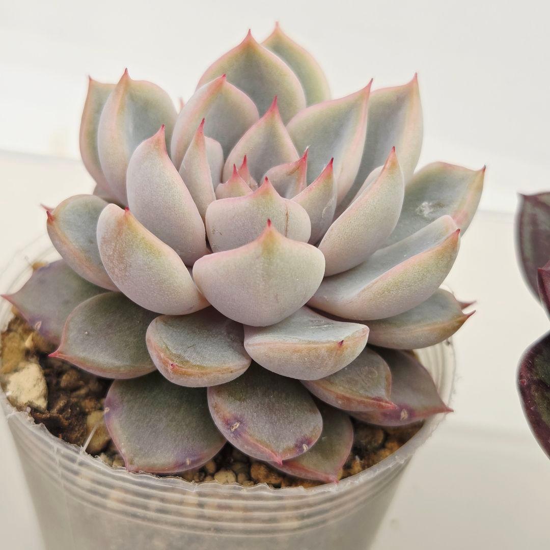 M*˚様 ⑲大きめ苗! そわそわ❣️青鬼❣️龍鱗蓮華❣️おらいさん発根済 6苗メ